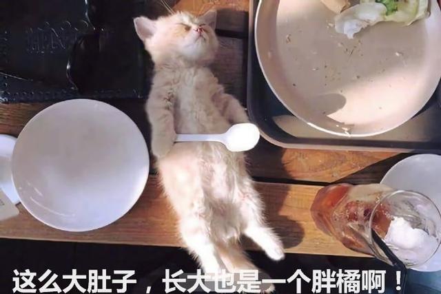 小橘貓在主人的飯桌上睡著了，這罕見的睡姿，太可愛了