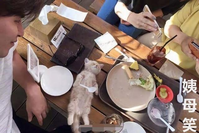 小橘貓在主人的飯桌上睡著了，這罕見的睡姿，太可愛了
