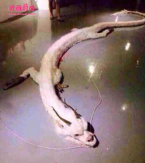 中國天墜真龍！事件震驚全國：千人目睹其垂死過程，原來世上真的存在真龍！
