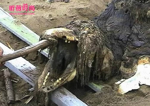 中國天墜真龍！事件震驚全國：千人目睹其垂死過程，原來世上真的存在真龍！