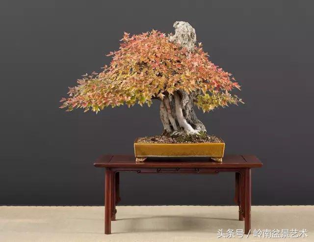 百家論壇丨淺論盆景的個性化