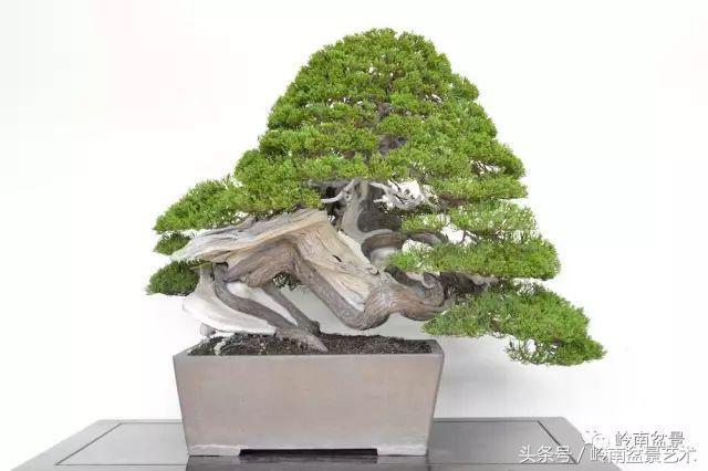 百家論壇丨淺論盆景的個性化
