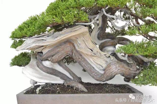 百家論壇丨淺論盆景的個性化