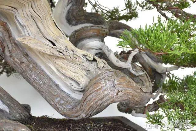 百家論壇丨淺論盆景的個性化