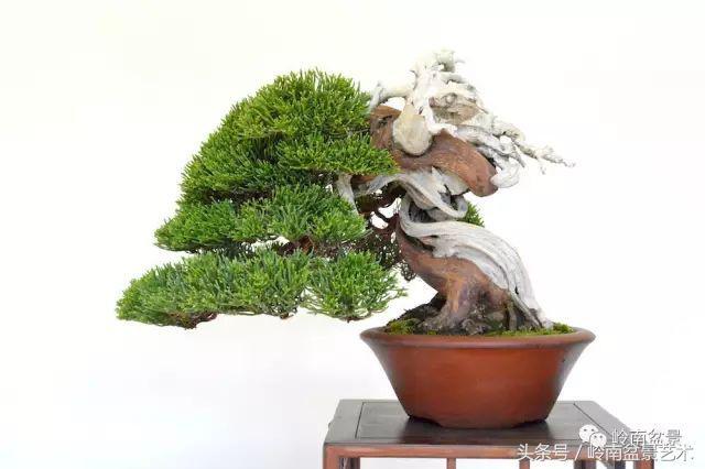 百家論壇丨淺論盆景的個性化