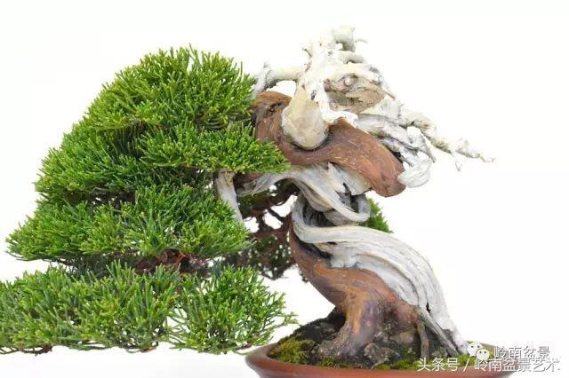 百家論壇丨淺論盆景的個性化