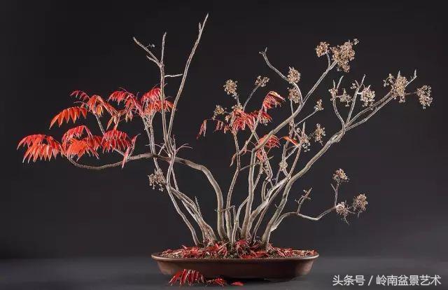 百家論壇丨淺論盆景的個性化