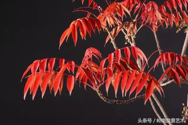 百家論壇丨淺論盆景的個性化