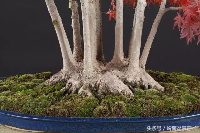 百家論壇丨淺論盆景的個性化