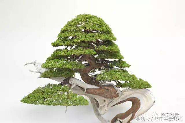 百家論壇丨淺論盆景的個性化