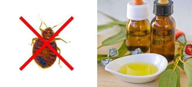 跟昆蟲說掰掰！　10個「實測很有效」的方法　牠們再也不敢闖進你家
