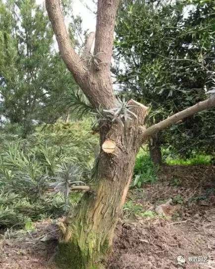 看看一棵羅漢松是怎樣由素材華麗轉身變成羅漢松盆景
