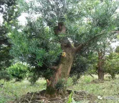 看看一棵羅漢松是怎樣由素材華麗轉身變成羅漢松盆景
