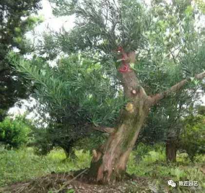看看一棵羅漢松是怎樣由素材華麗轉身變成羅漢松盆景