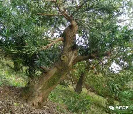 看看一棵羅漢松是怎樣由素材華麗轉身變成羅漢松盆景