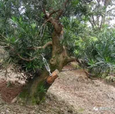 看看一棵羅漢松是怎樣由素材華麗轉身變成羅漢松盆景