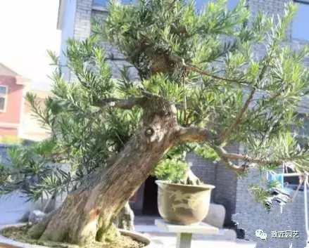 看看一棵羅漢松是怎樣由素材華麗轉身變成羅漢松盆景