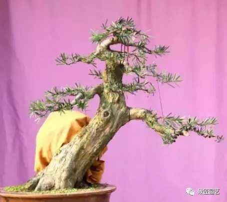 看看一棵羅漢松是怎樣由素材華麗轉身變成羅漢松盆景