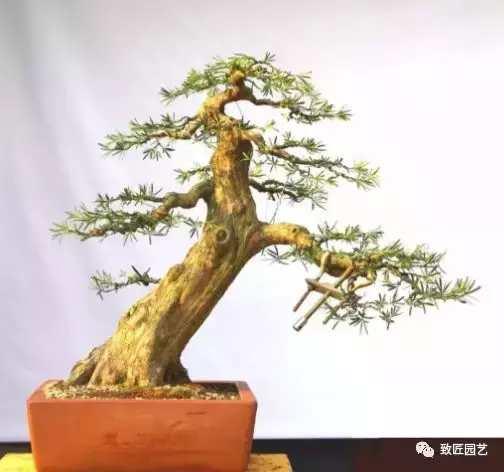 看看一棵羅漢松是怎樣由素材華麗轉身變成羅漢松盆景