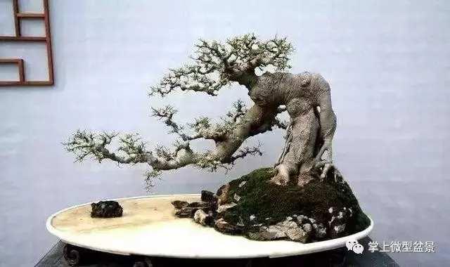盆景培養過程中 要採取什麼方法來促進弱枝的生長