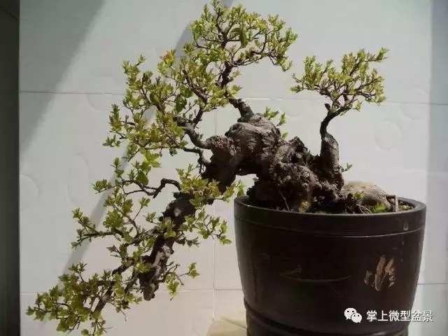 盆景培養過程中 要採取什麼方法來促進弱枝的生長
