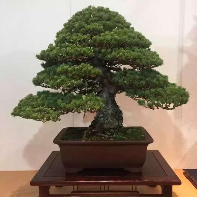 盆景培養過程中 要採取什麼方法來促進弱枝的生長