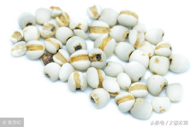 薏苡仁即薏米不但能除體內濕氣，還能健脾，除痹，為食療佳品