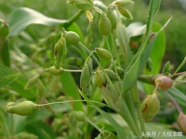 薏苡仁即薏米不但能除體內濕氣，還能健脾，除痹，為食療佳品