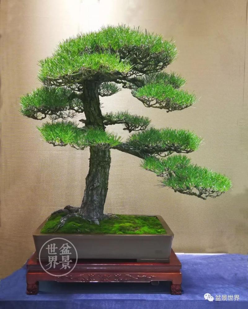 青年才俊張志剛盆景藝術 