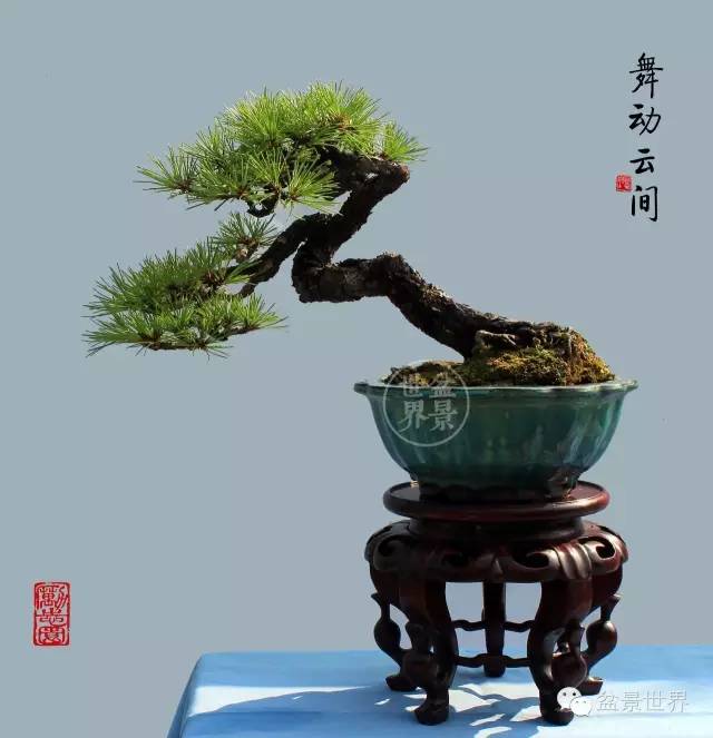 青年才俊張志剛盆景藝術 