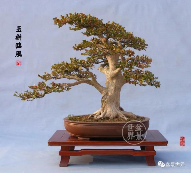 青年才俊張志剛盆景藝術 
