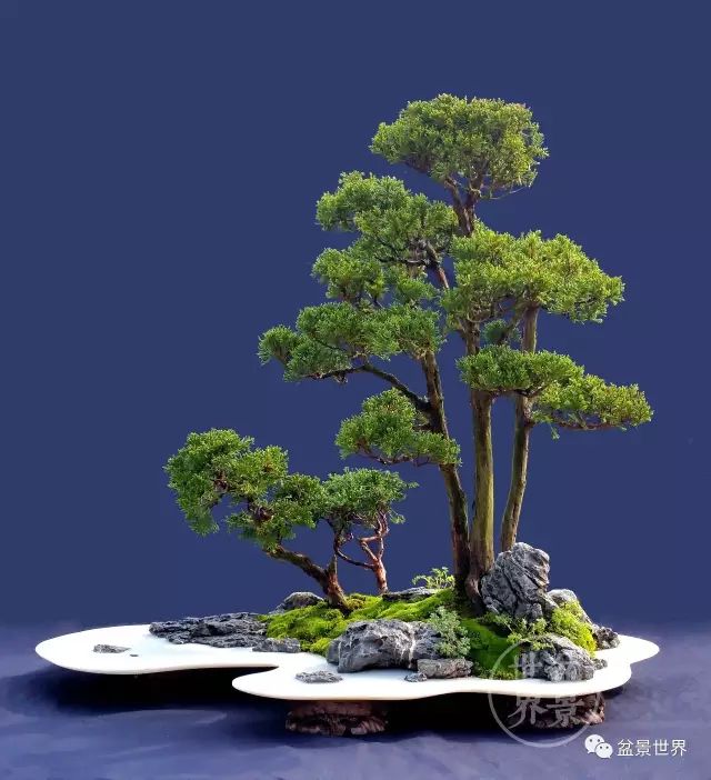 青年才俊張志剛盆景藝術 