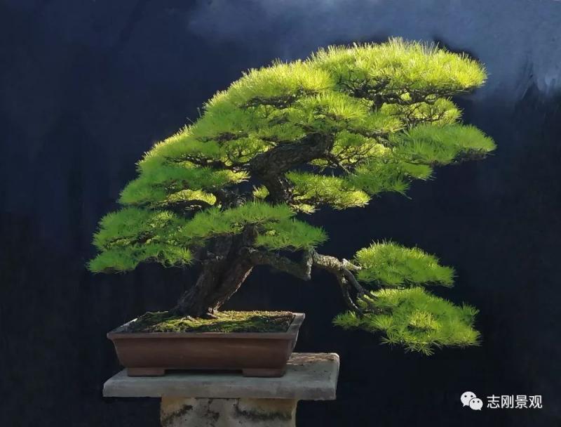 青年才俊張志剛盆景藝術 