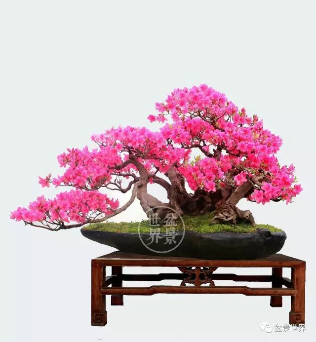 青年才俊張志剛盆景藝術 