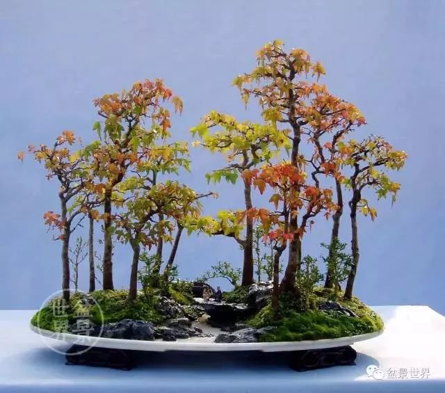 青年才俊張志剛盆景藝術 
