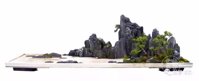 青年才俊張志剛盆景藝術 