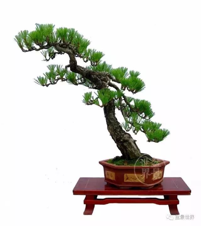 青年才俊張志剛盆景藝術 