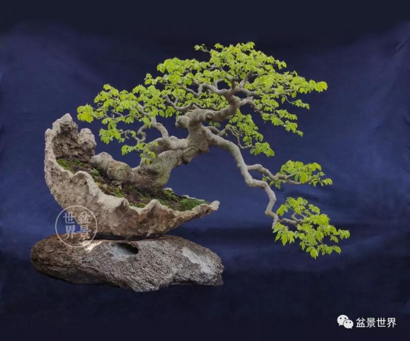 青年才俊張志剛盆景藝術 
