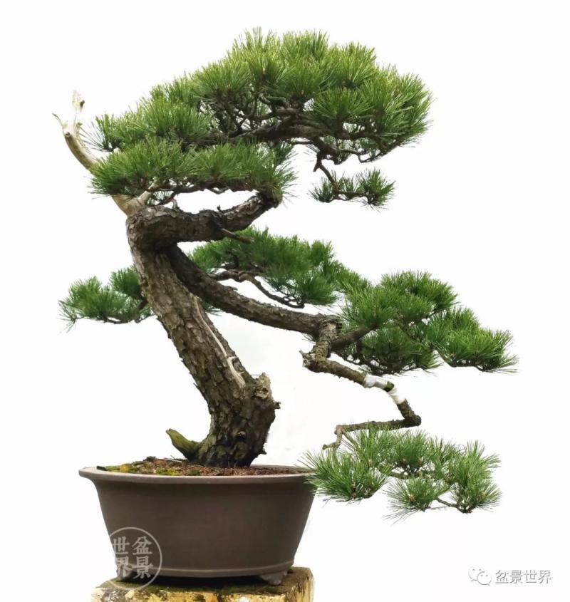 青年才俊張志剛盆景藝術 