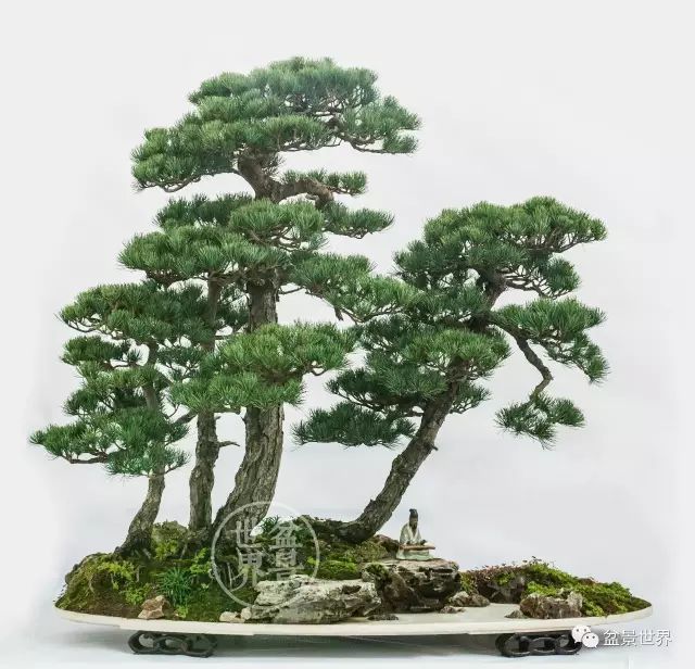 青年才俊張志剛盆景藝術 