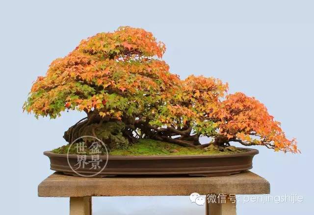 青年才俊張志剛盆景藝術 