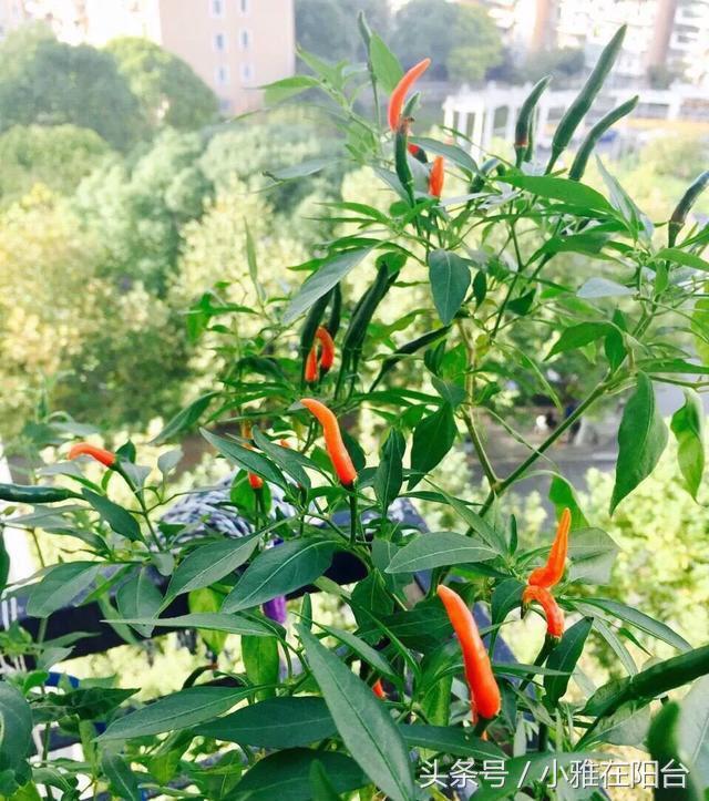 陽台種菜，用一個空油桶就行，每天都有菜採摘，漂亮味道贊！