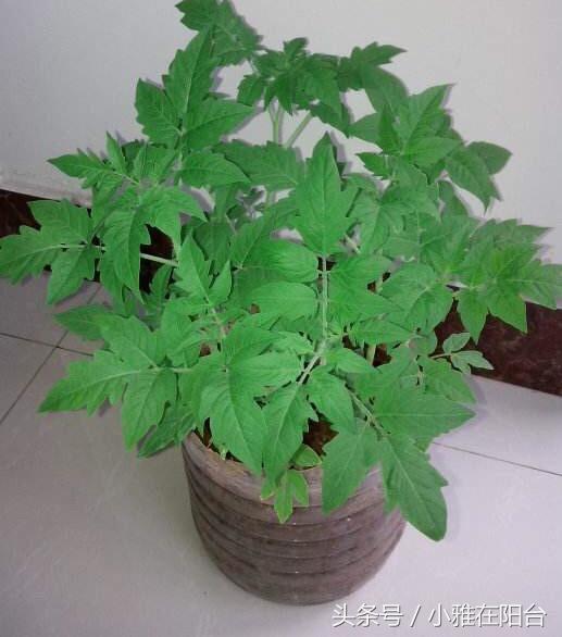 陽台種菜，用一個空油桶就行，每天都有菜採摘，漂亮味道贊！
