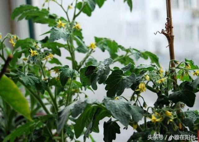 陽台種菜，用一個空油桶就行，每天都有菜採摘，漂亮味道贊！