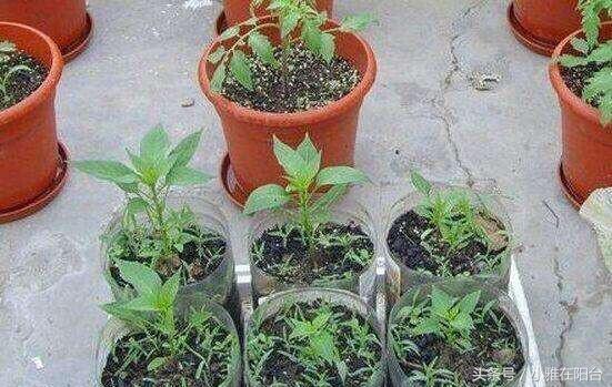陽台種菜，用一個空油桶就行，每天都有菜採摘，漂亮味道贊！