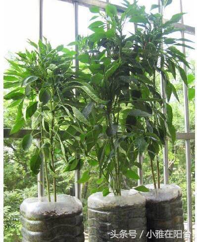 陽台種菜，用一個空油桶就行，每天都有菜採摘，漂亮味道贊！