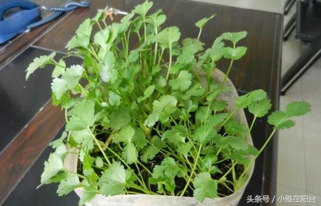 陽台種菜，用一個空油桶就行，每天都有菜採摘，漂亮味道贊！