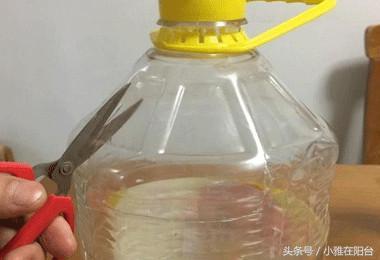 陽台種菜，用一個空油桶就行，每天都有菜採摘，漂亮味道贊！