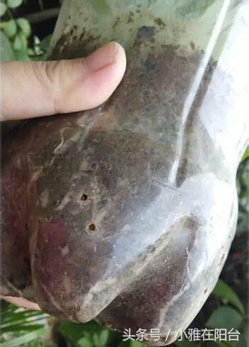 陽台種菜，用一個空油桶就行，每天都有菜採摘，漂亮味道贊！