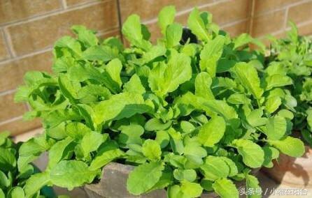 陽台種菜，用一個空油桶就行，每天都有菜採摘，漂亮味道贊！
